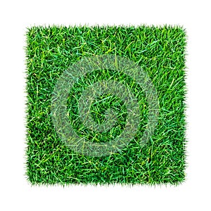 Green grass. Natural texture background. Fresh spring green grass. Isolated on white background