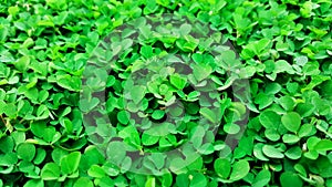 Green grass nature background, desmodium triflorum