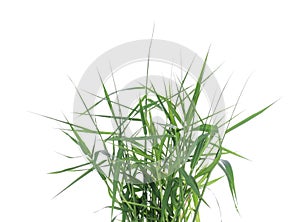 Green grass nature isolated on white background