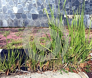 Green Grass near the Footpath