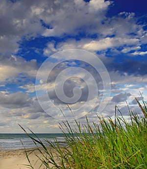 Green grass by the ocean