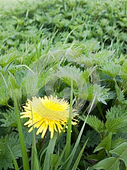 Green Grass and One Lovely Looking Yellow Dandelion