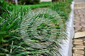 Ophiopogon japonicus growing on the flowerbed in the garden photo