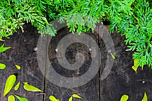 Green grass over wood background.