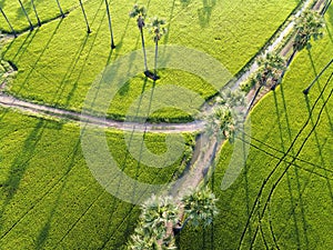 Green grass and palm trees. Green paddy rice plantation field with sugar palm tree morning sunrise nature landscape