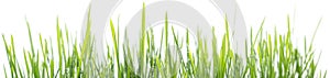 Green grass panorama isolated on white background