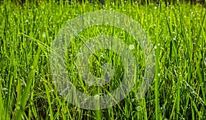 Green grass in the park close up. Dew drops close up on fresh green spring grass. Morning sunny day. Abstract nature background.