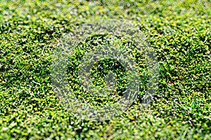 Green grass in park texture bokeh background