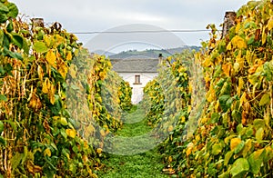 Green grass path to a white house with a window between rows of bean pods