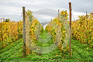 Green grass path to a white house with a window between rows of bean pods