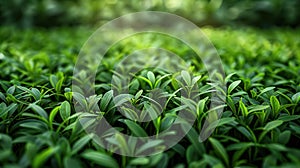 Green Grass Pattern Background for Nature, Landscape, and Garden Designs