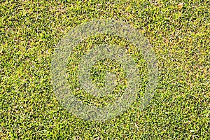 Green Grass Pattern Texture Background