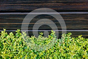 Green Grass Pattern on wood background. grass and wooden boards