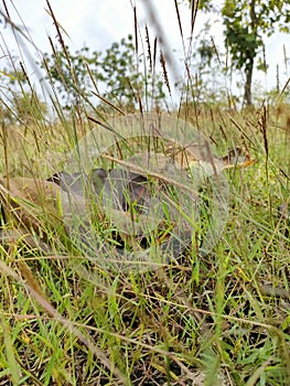 Green grass that is piled up with teak leaves is widely scattered in the village of Dander Indonesia