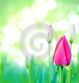 Green grass and pink tulips