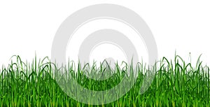 Green Grass Plant Cartoon Vector Ilustration for your design