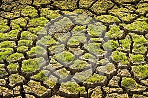 Green grass plant on cracked earth