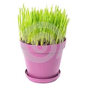 Green grass in the plant pot