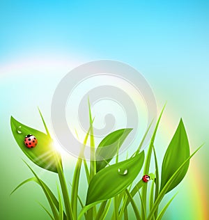 Green grass, plantain and ladybugs with sunrise and rainbow on b