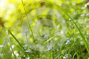 Green grass, plants and flowers on meadow close up, macro in sunlight. Abstract blurred nature background