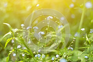 Green grass, plants and flowers on meadow close up, macro in sunlight . Abstract blurred nature background