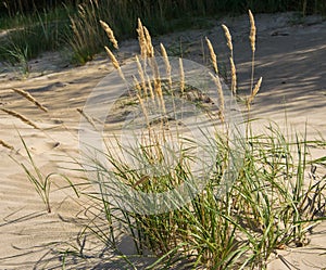 Green grass plants on the yellow sands of the beach closeups. Green grass and yellow sand.