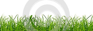 a green grass on a png background photo