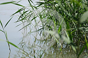 green grass in the pond