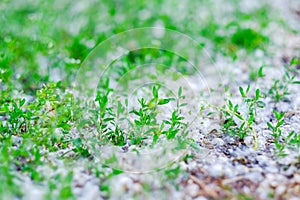 Green grass in poplar fluff