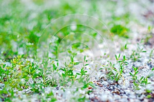 Green grass in poplar fluff