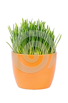 Green grass in pot isolated on white background