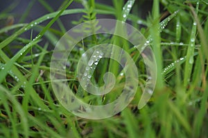 Green grass after the rain.