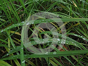 Green grass with rain drops.