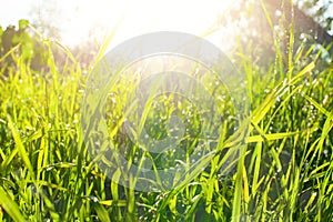 Green grass after rain and water drop and sun light flares