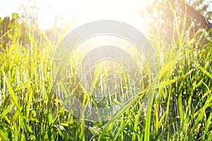 Green grass with rain and water drop and sun light flares