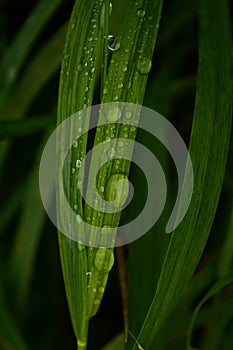 Green grass, raindrops