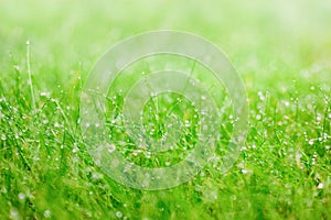 Green grass with raindrops. Shallow depth of field, blurred foreground and background.