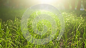 Green grass in the rays of sunlight, glare, natural background.