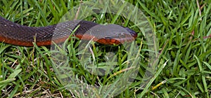 Green grass with a red bellied snake