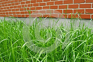 Green grass and red brick wall