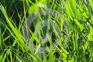 Green grass reed phragmites fresh leaves