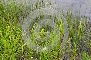 Green grass in the river