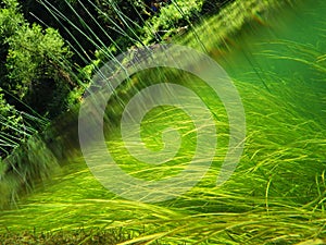 Green grass in the river