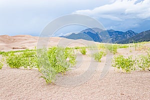 Green grass and rolling dunes