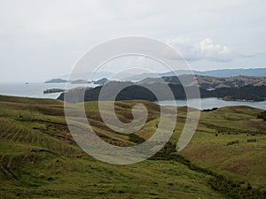 Green grass rolling hills of Coromandel Peninsula Manaia Saddle Lookout State Highway 25 SH25 Kereta Waikato New Zealand