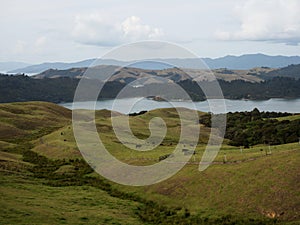 Green grass rolling hills of Coromandel Peninsula Manaia Saddle Lookout State Highway 25 SH25 Kereta Waikato New Zealand