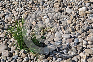 Green grass between round pebbles