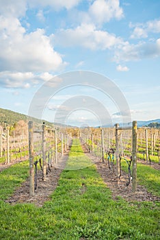 Green grass and rows of grapevines with blue sky in early spring