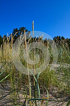 Green grass on the sand against the trees