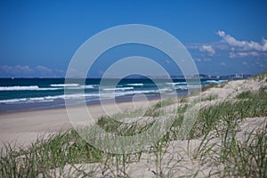 Green grass on sand dunes in Surfers Paradise